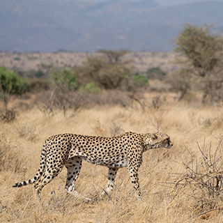 Samburu - Cheetah